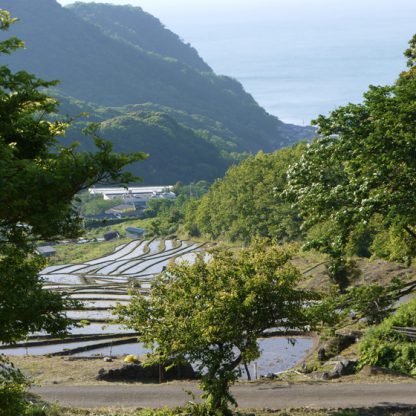 松崎町石部棚田