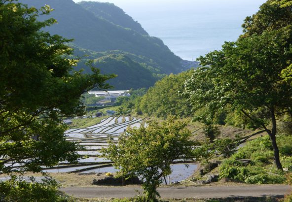 松崎町石部棚田