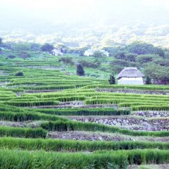 松崎町石部棚田