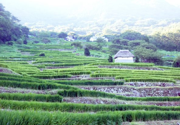 松崎町石部棚田