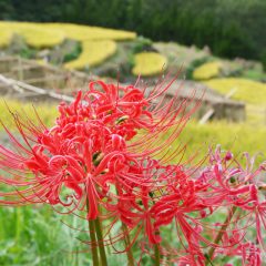 松崎町石部棚田