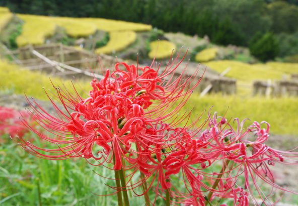 松崎町石部棚田