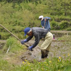 石部棚田の農作業